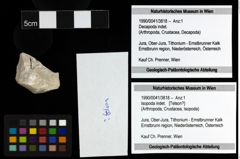 Foto (Objekt + Etiketten) von Isopoda indet. 